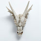 Large Dragon Skull Decoration with Metallic Detail